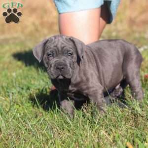 Adonis, Cane Corso Puppy