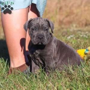 Adonis, Cane Corso Puppy