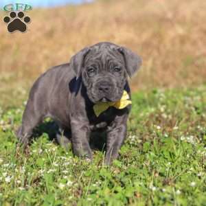 Adonis, Cane Corso Puppy