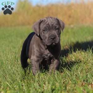 Adonis, Cane Corso Puppy