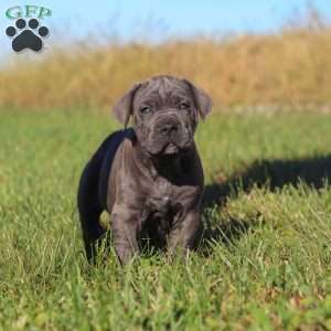 Adonis, Cane Corso Puppy