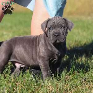 Adonis, Cane Corso Puppy