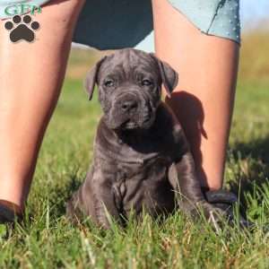 Adonis, Cane Corso Puppy