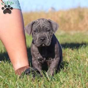 Adonis, Cane Corso Puppy