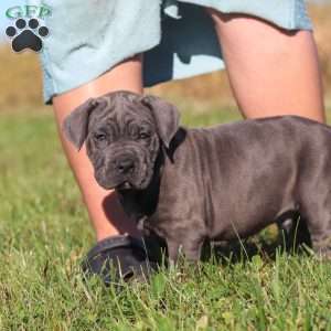 Adonis, Cane Corso Puppy