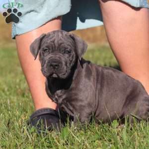Adonis, Cane Corso Puppy