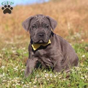 Adonis, Cane Corso Puppy