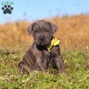Adonis, Cane Corso Puppy