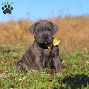 Adonis, Cane Corso Puppy