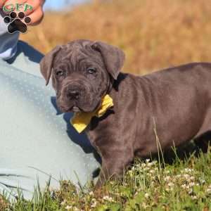 Adonis, Cane Corso Puppy