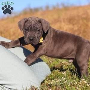 Adonis, Cane Corso Puppy