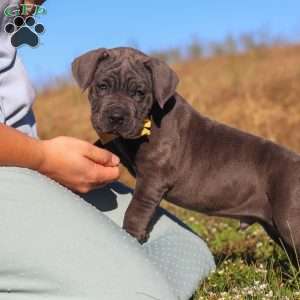 Adonis, Cane Corso Puppy