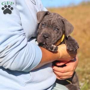 Adonis, Cane Corso Puppy