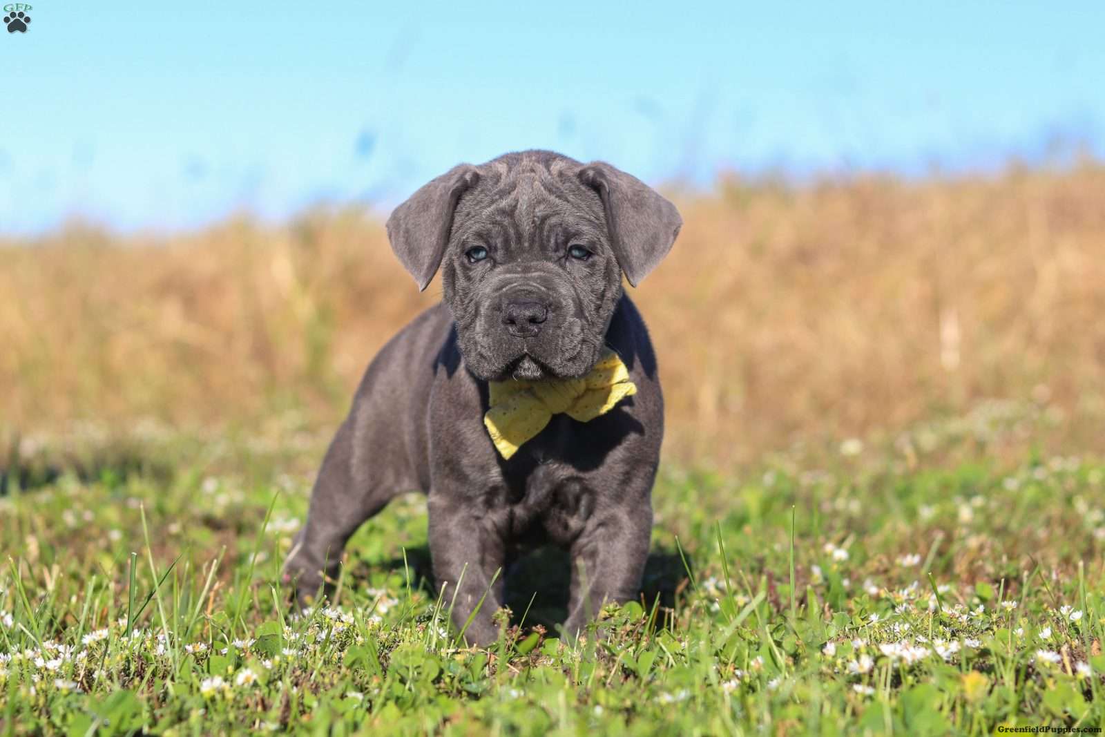 Adonis (Cane Corso, Male) in Sugarcreek, OH