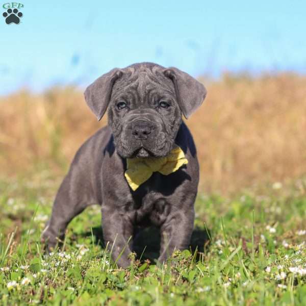 Adonis, Cane Corso Puppy