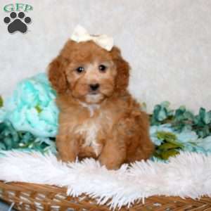 Adora, Miniature Poodle Puppy