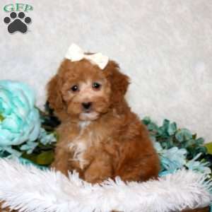 Adora, Miniature Poodle Puppy