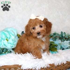 Adora, Miniature Poodle Puppy