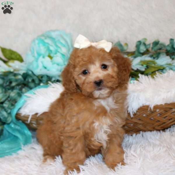 Adora, Miniature Poodle Puppy