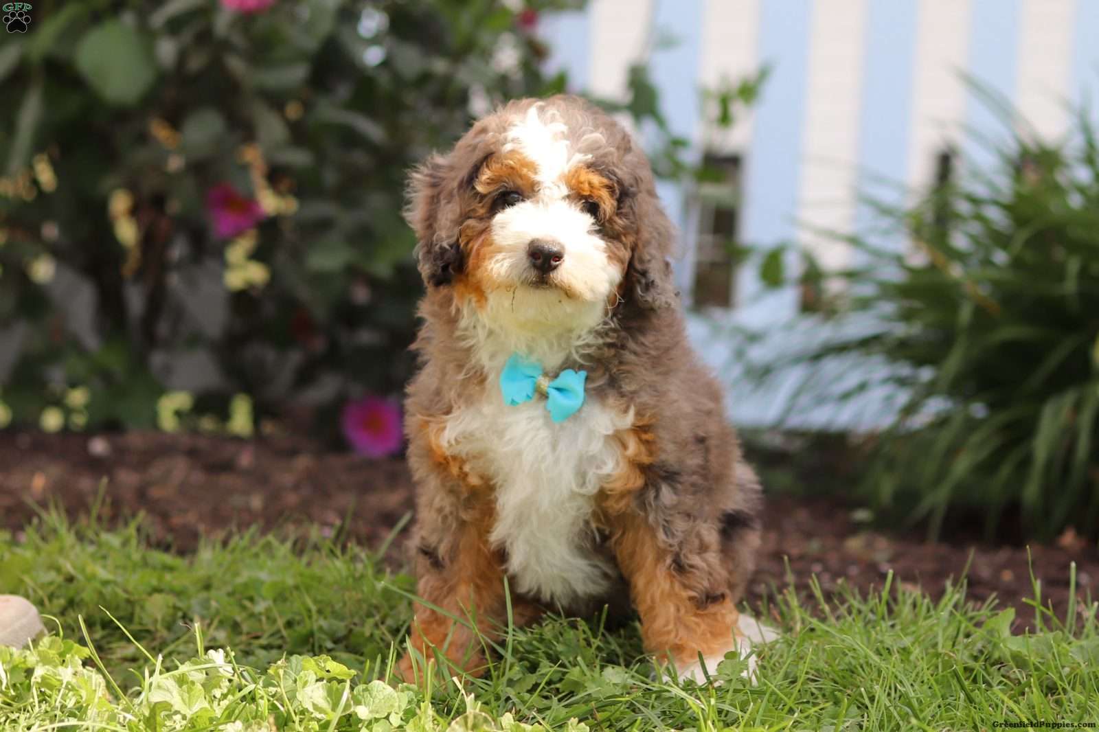 Adrian (Doodle / designer cross, Male) in Dundee, OH