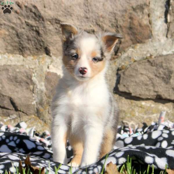 Adrian, Sheltie Puppy