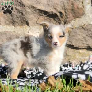 Adrian, Sheltie Puppy