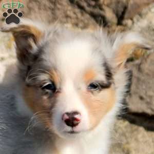 Adrian, Sheltie Puppy