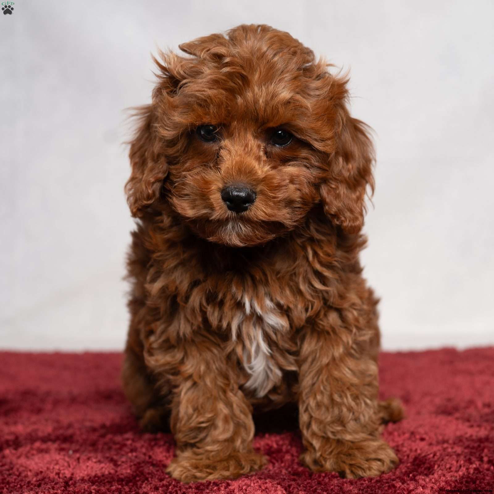Aiden (Cavapoo, Male) in Sunbury, PA
