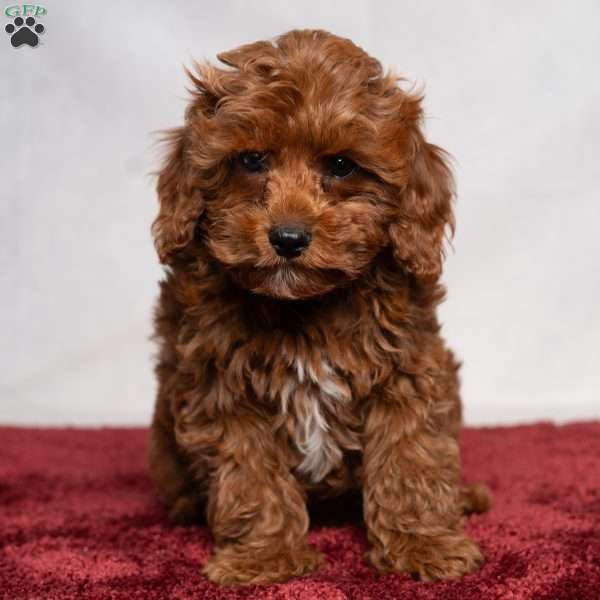 Aiden, Cavapoo Puppy