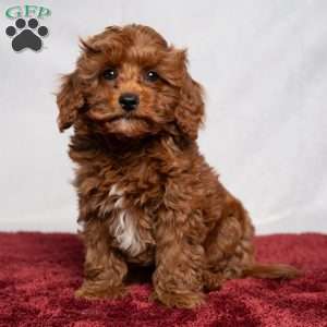 Aiden, Cavapoo Puppy