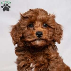 Aiden, Cavapoo Puppy