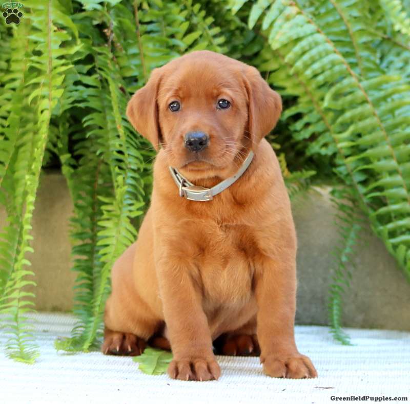 Aiden (Labrador, Male) in Honey Brook, PA