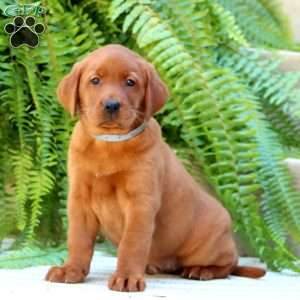 Aiden, Fox Red Labrador Retriever Puppy