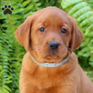 Aiden, Fox Red Labrador Retriever Puppy