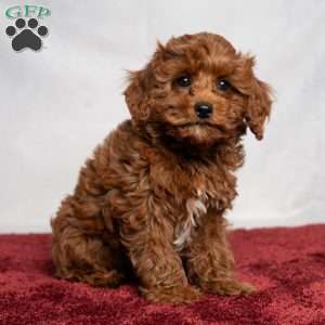 Aiden, Cavapoo Puppy
