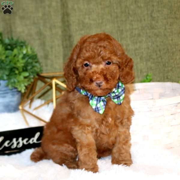 Ajay, Toy Poodle Puppy