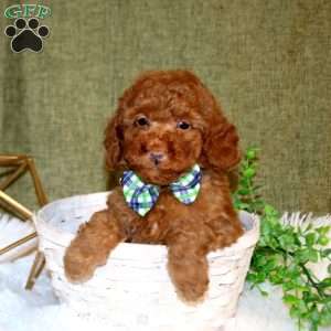 Ajay, Toy Poodle Puppy