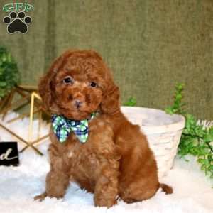 Ajay, Toy Poodle Puppy