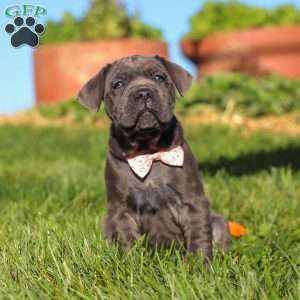 Akira, Cane Corso Puppy