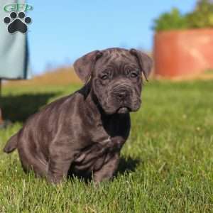 Akira, Cane Corso Puppy