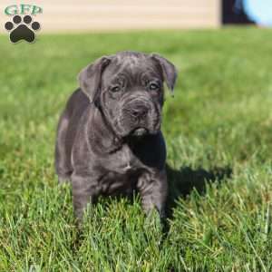 Akira, Cane Corso Puppy