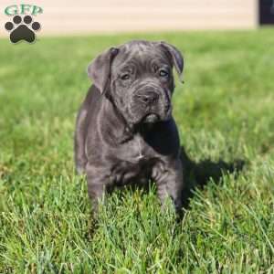 Akira, Cane Corso Puppy