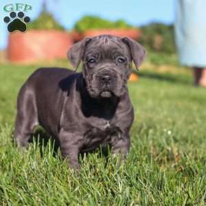 Akira, Cane Corso Puppy