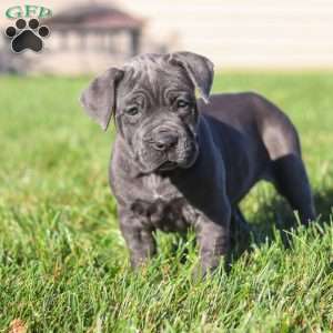 Akira, Cane Corso Puppy