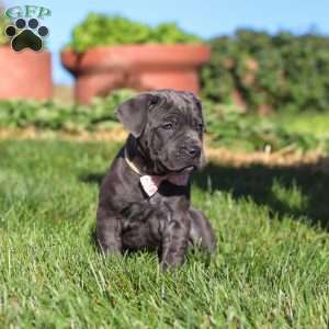 Akira, Cane Corso Puppy