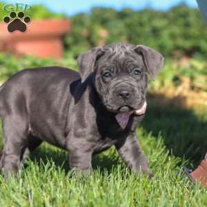Akira, Cane Corso Puppy