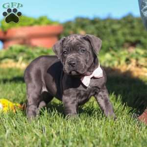 Akira, Cane Corso Puppy