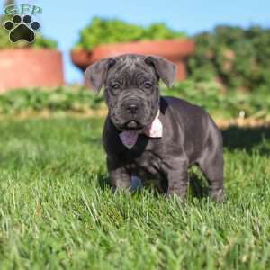 Akira, Cane Corso Puppy