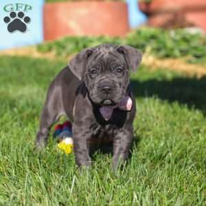Akira, Cane Corso Puppy