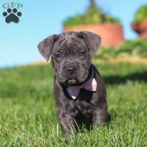 Akira, Cane Corso Puppy